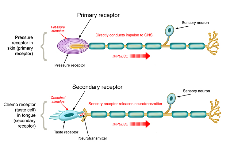 Sensory neurones have receptors attaches at the start of the cell